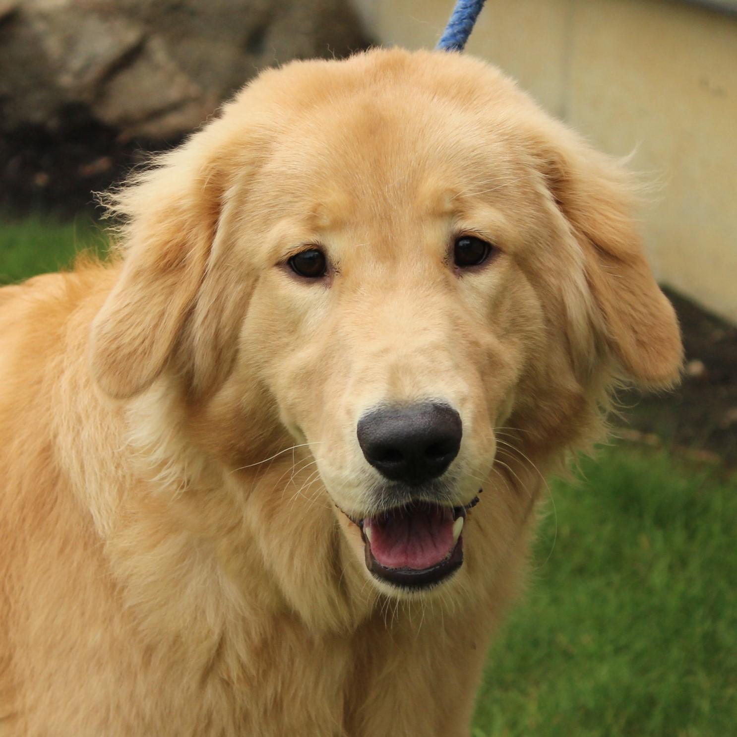 Auri, an adopted mixed breed in Eaton, OH image 1/6