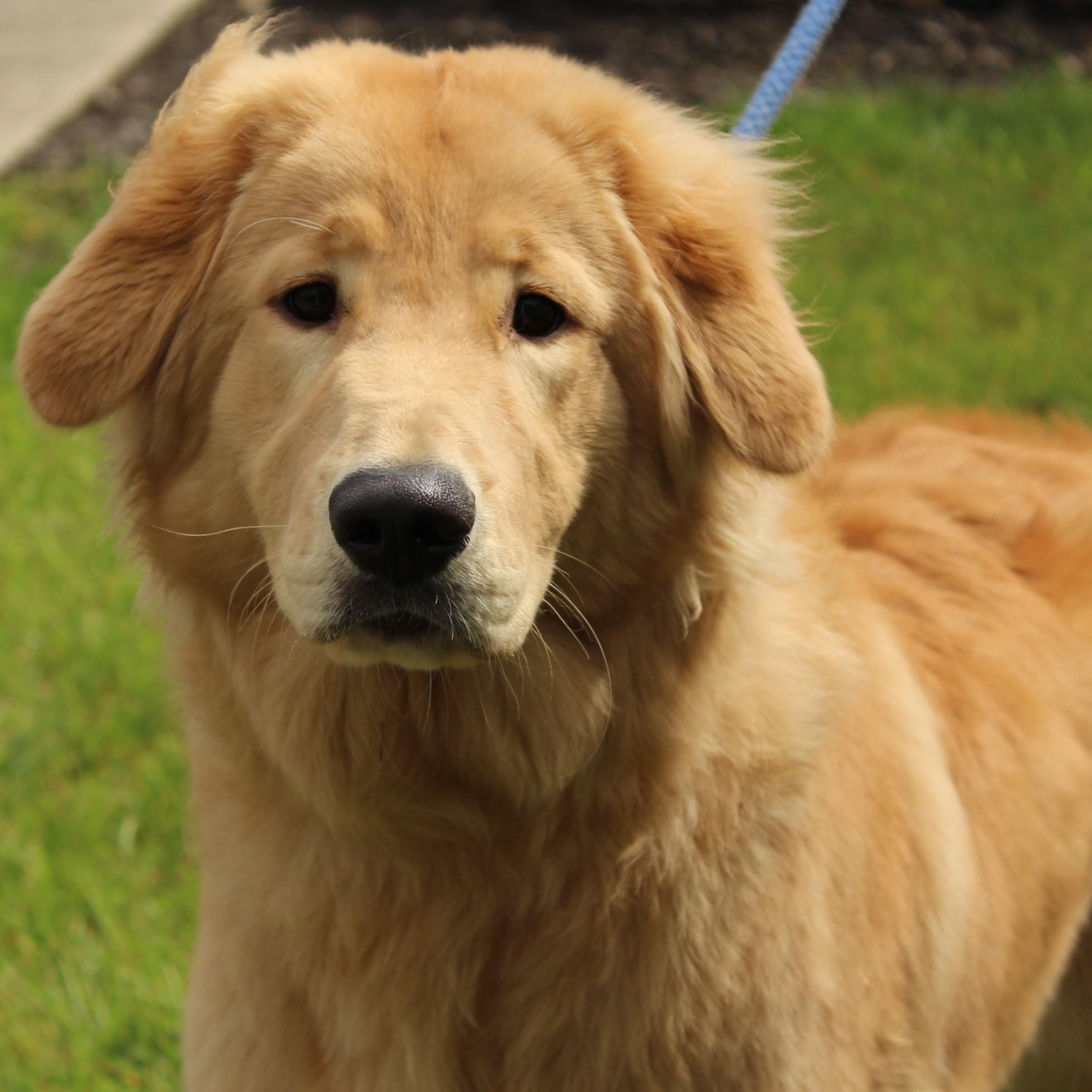 Auri, an adopted mixed breed in Eaton, OH image 2/6