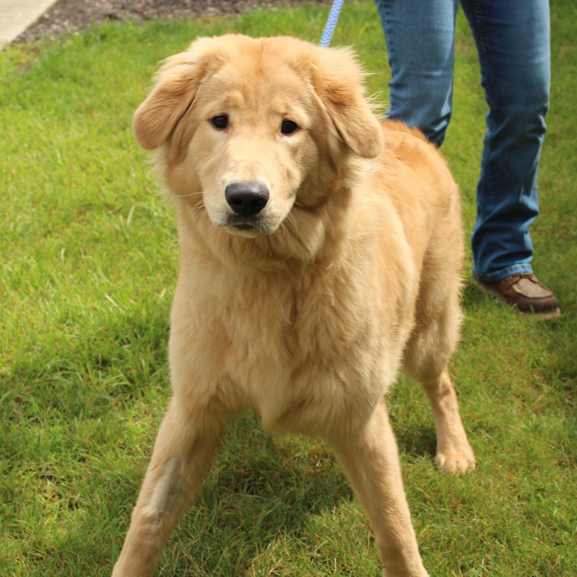Auri, an adopted mixed breed in Eaton, OH image 5/6