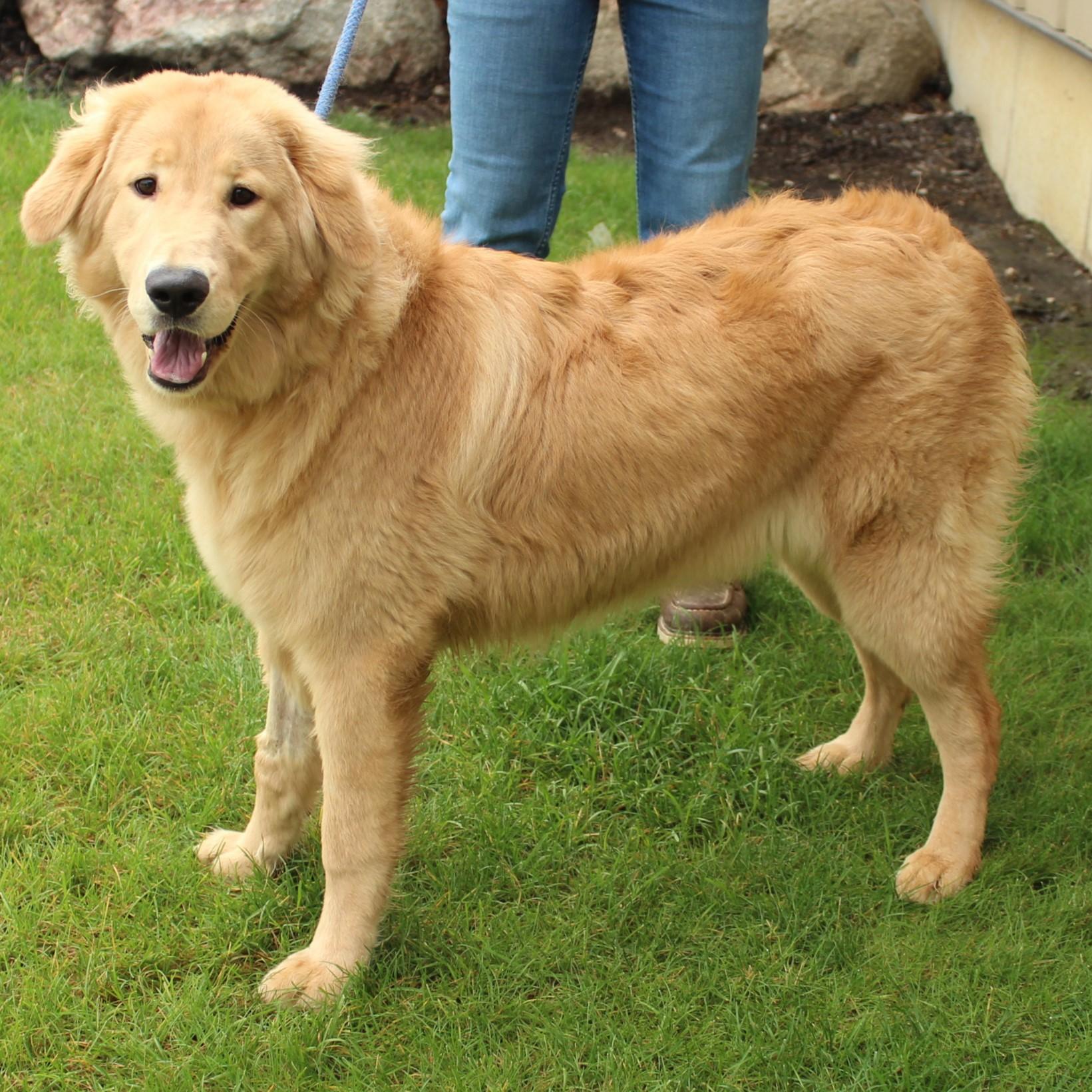 Auri, an adopted mixed breed in Eaton, OH image 4/6
