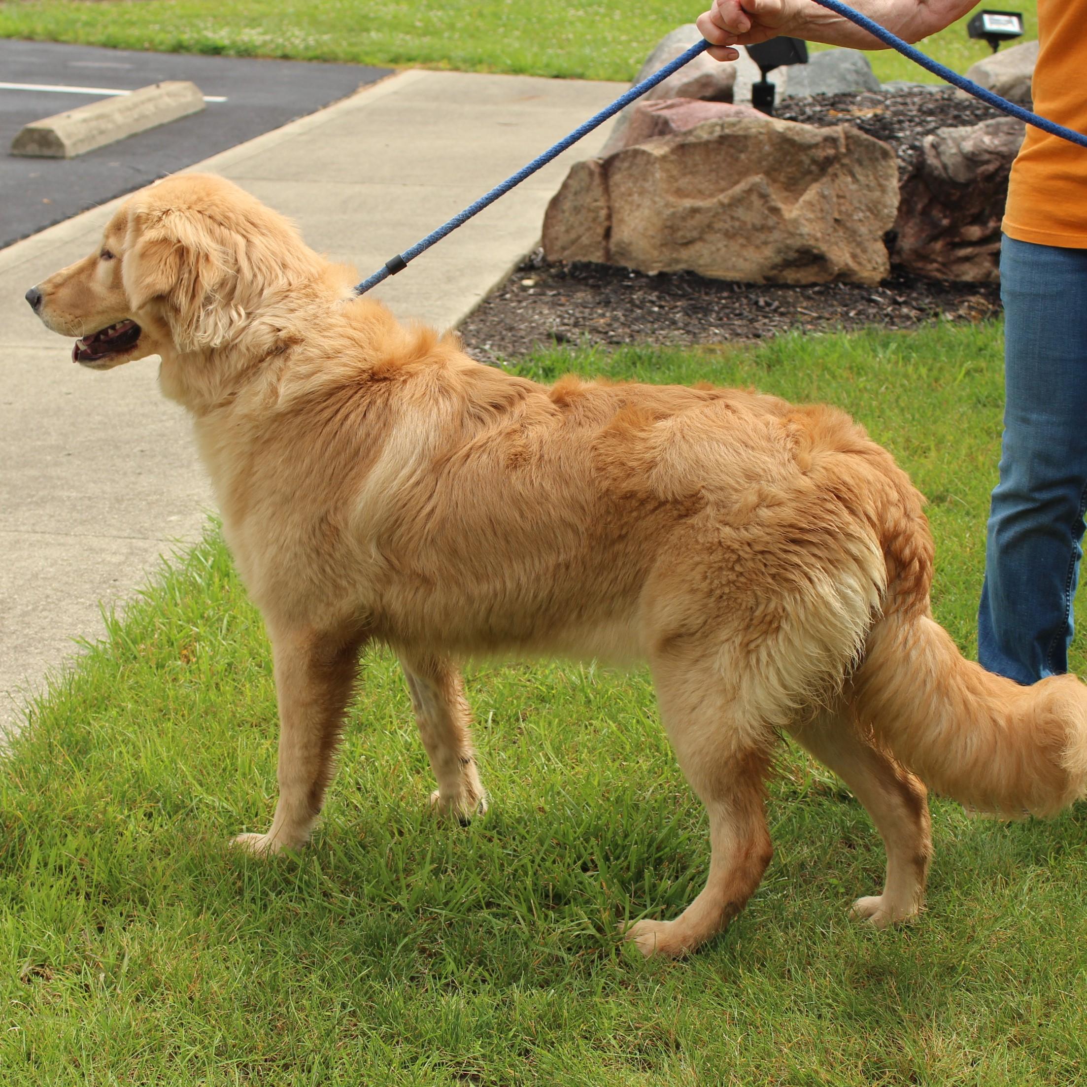 Auri, an adopted mixed breed in Eaton, OH image 6/6
