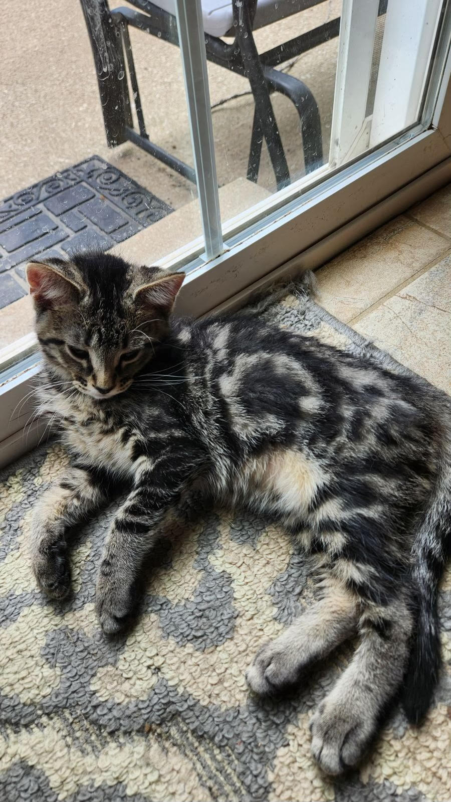 Cat for adoption Poppy, a Domestic Short Hair in Herculaneum, MO Petfinder