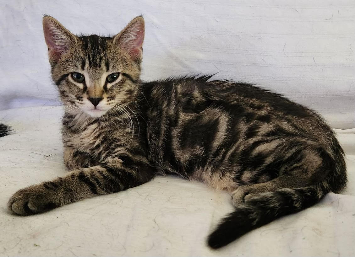 Cat for adoption Poppy, a Domestic Short Hair in Herculaneum, MO Petfinder