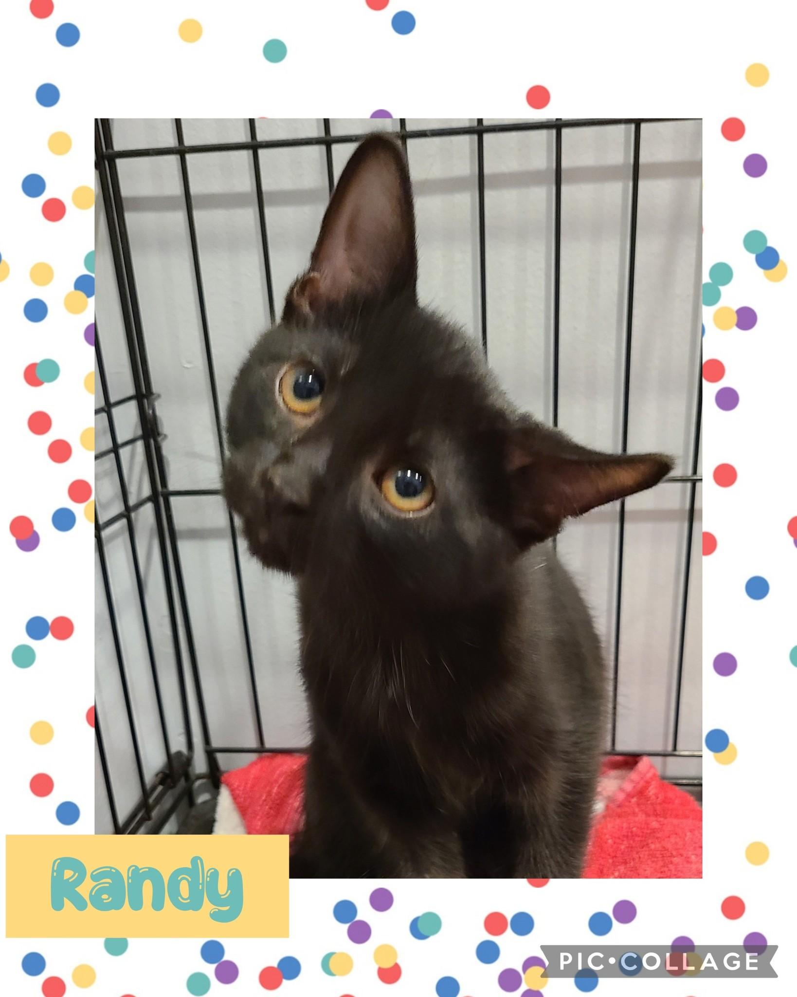 Randy, an adoptable Domestic Short Hair in Iron River, MI, 49935 | Photo Image 1
