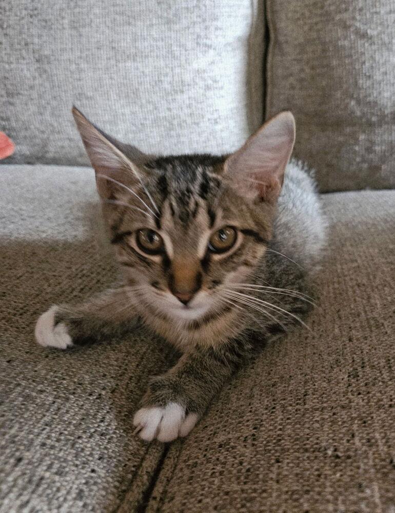 Asher, Adoptable, Young Male Domestic Short Hair.