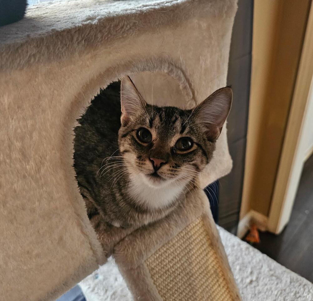 Enlarge Asher, a Adoptable Domestic Short Hair in Jackson, GA image 2/6