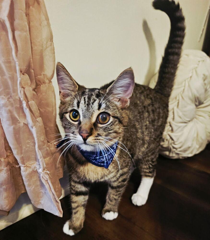 Enlarge Asher, a Adoptable Domestic Short Hair in Jackson, GA image 3/6