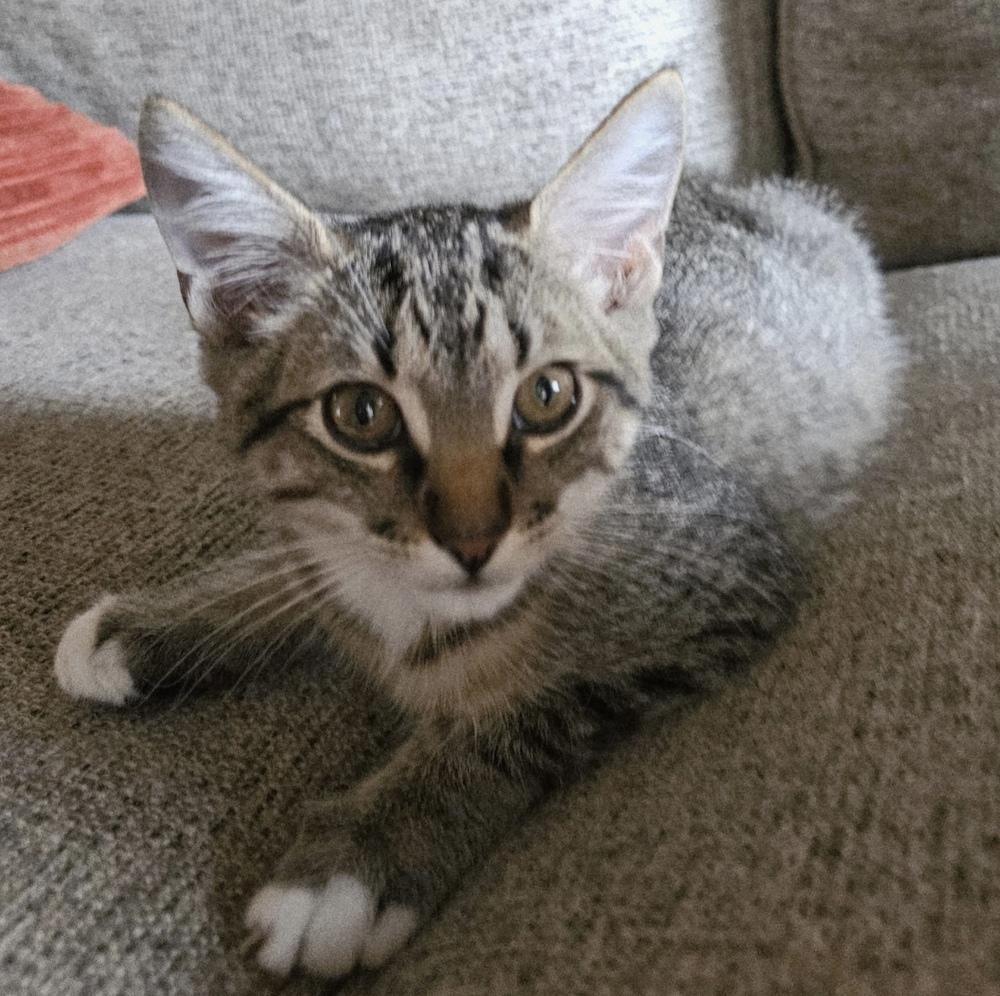 Enlarge Asher, a Adoptable Domestic Short Hair in Jackson, GA image 4/6