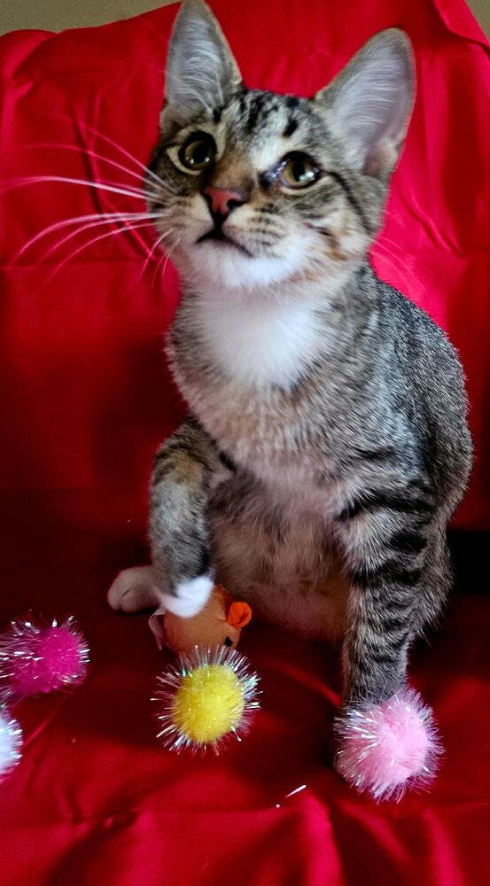 Enlarge Asher, a Adoptable Domestic Short Hair in Jackson, GA image 5/6