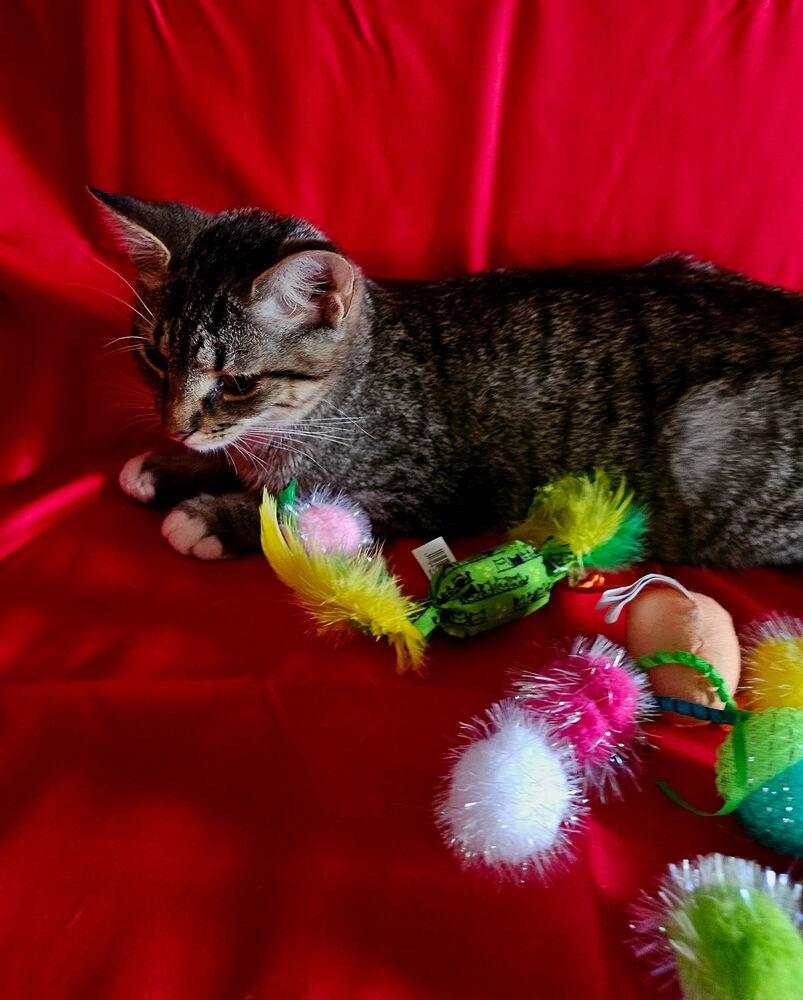 Enlarge Asher, a Adoptable Domestic Short Hair in Jackson, GA image 6/6