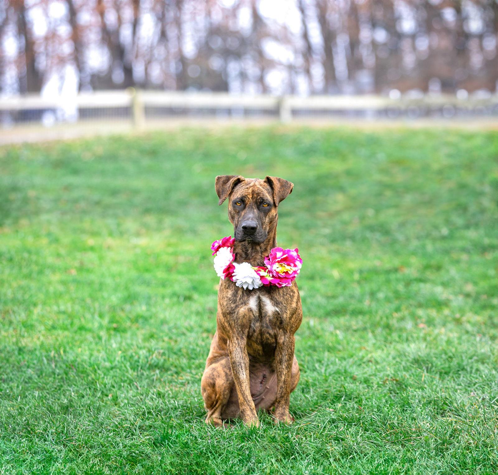 Gemma, Adoptable, Young Female Mountain Cur.