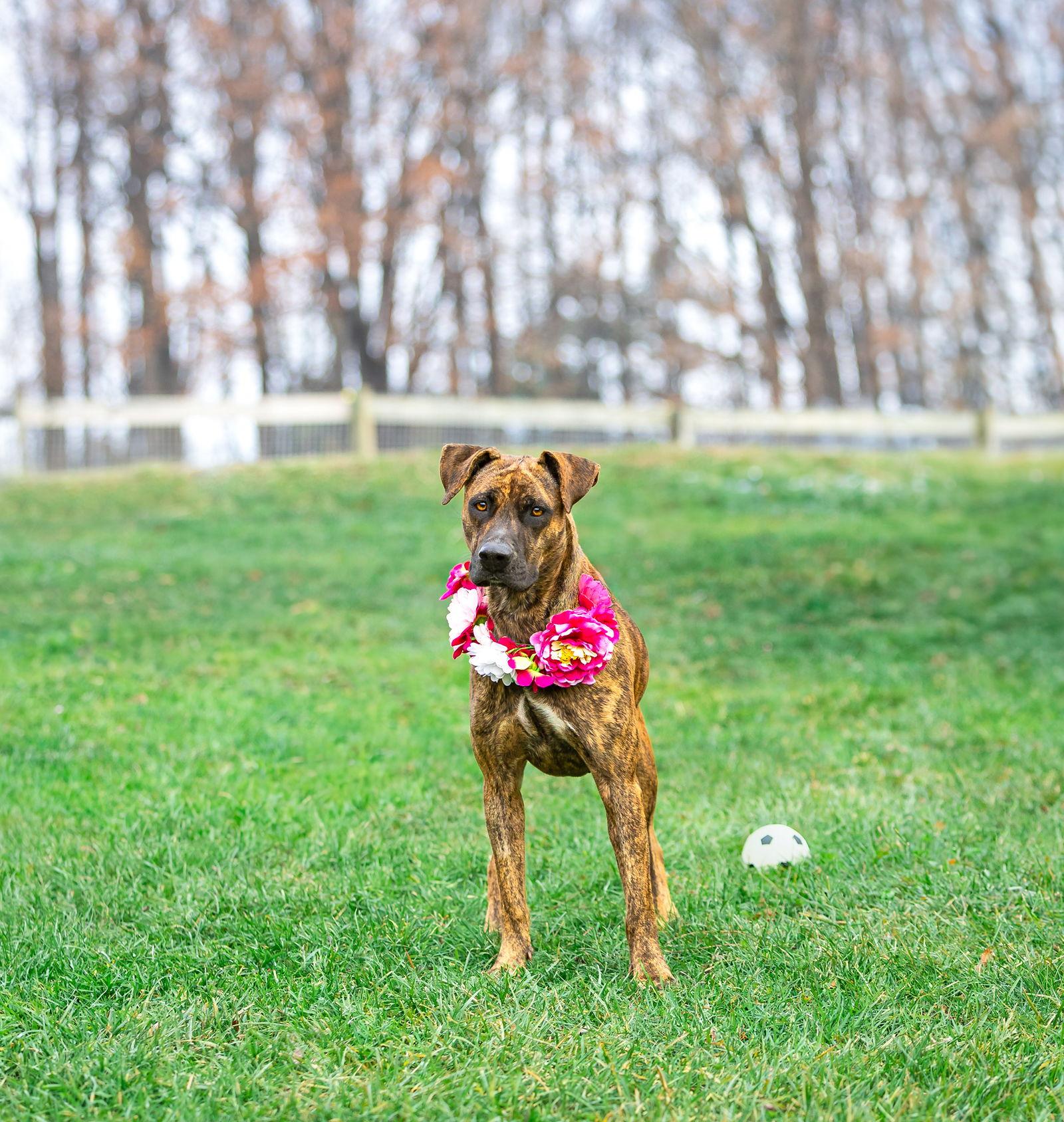 Enlarge Gemma, a Adoptable Mountain Cur in Coatesville, PA image 3/3