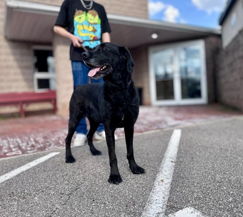 Lucy, Adoptable, Adult Female Poodle.