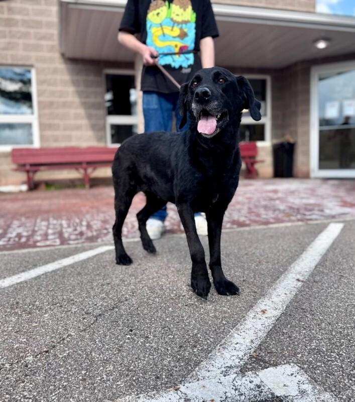 Enlarge Lucy, a Adoptable Poodle in Wooster, OH image 2/3