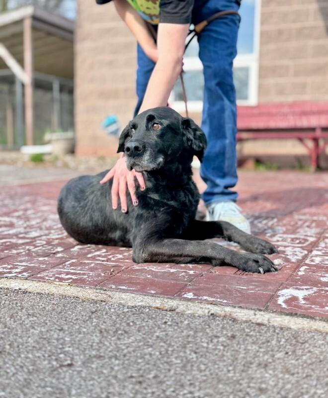 Enlarge Lucy, a Adoptable Poodle in Wooster, OH image 3/3