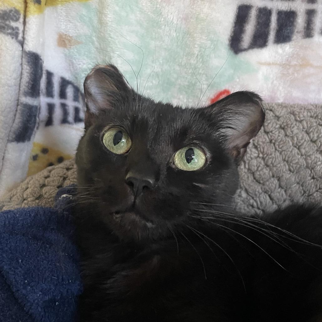 Enlarge Mahogany, a Adoptable Domestic Short Hair in Chicago, IL image 1/3