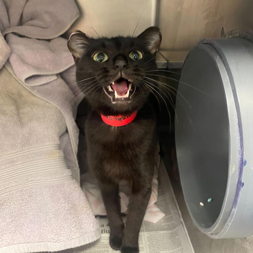 Mahogany, Adoptable, Adult Female Domestic Short Hair.