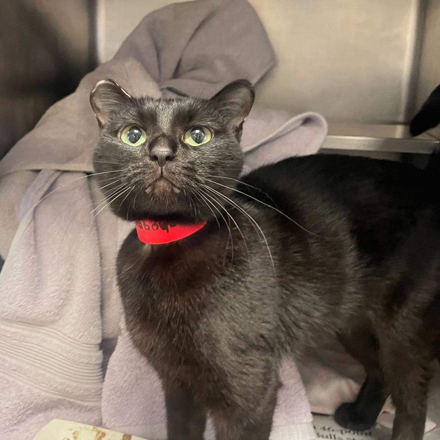 Enlarge Mahogany, a Adoptable Domestic Short Hair in Chicago, IL image 3/3