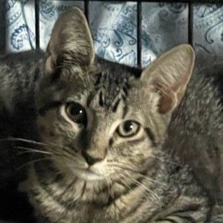 Oakley, a Adoptable Tabby in Lauderhill, FL image 1/2