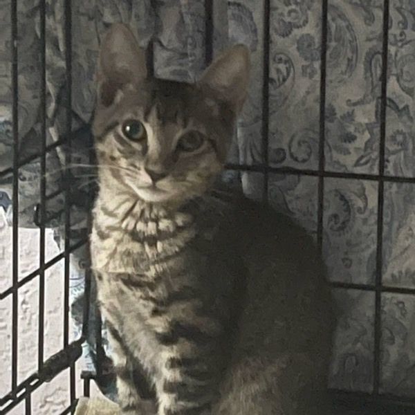 Oakley, a Adoptable Tabby in Lauderhill, FL image 2/2