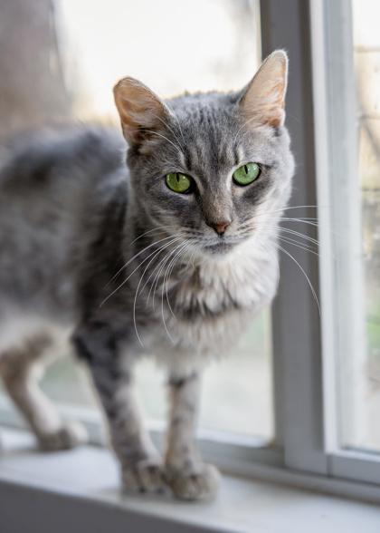 Enlarge Missy, a Adoptable mixed breed in El Dorado Hills, CA image 1/1