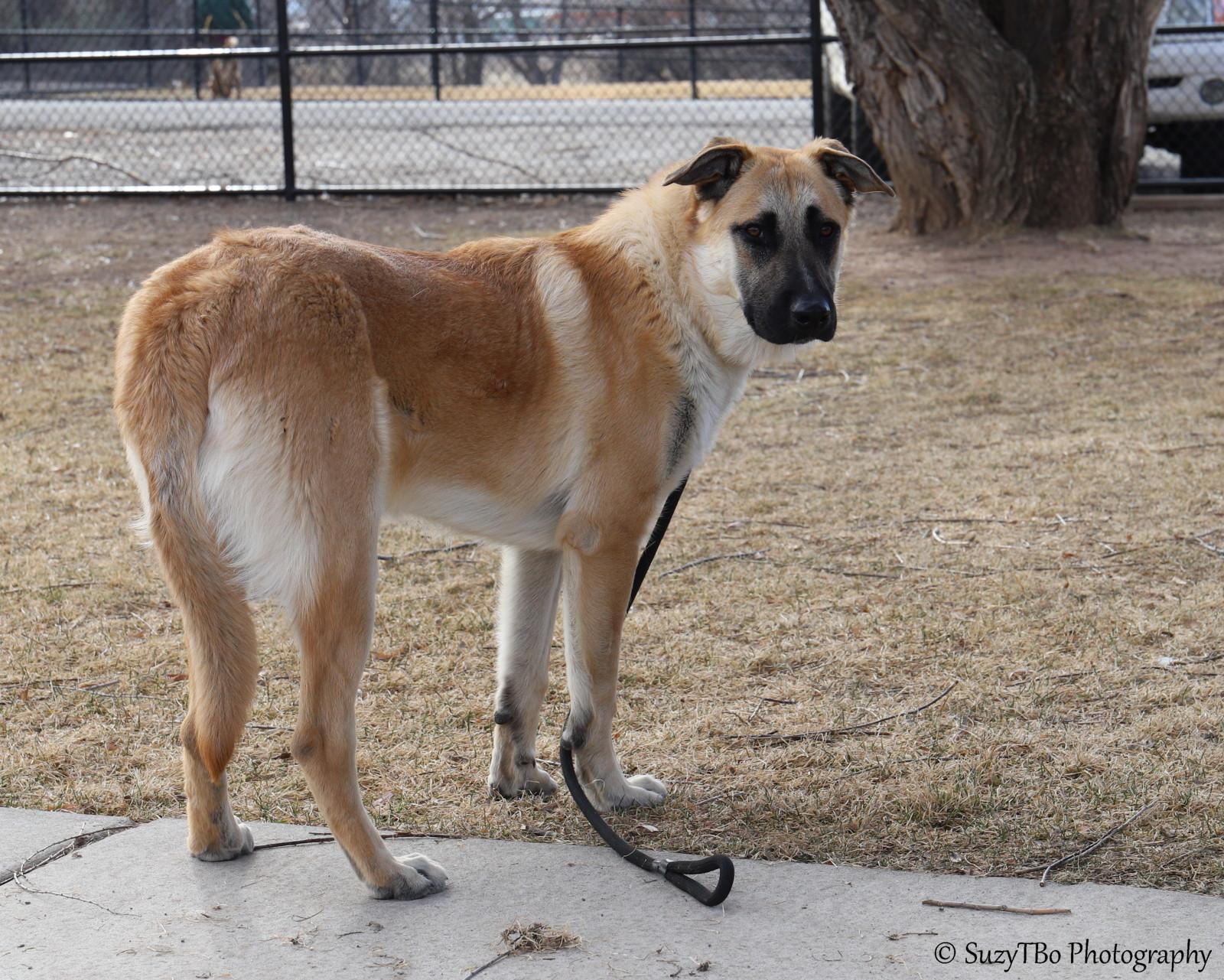 Milo , a ADOPTABLE mixed breed in Montrose, CO image 3/3