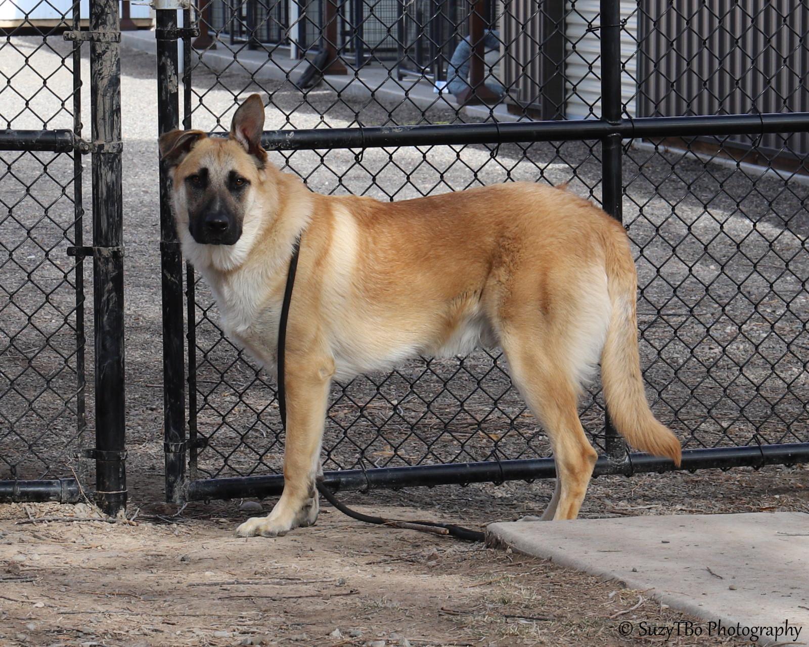 Milo , a ADOPTABLE mixed breed in Montrose, CO image 2/3