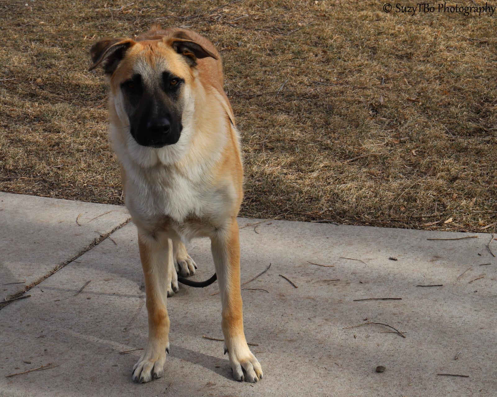 Milo , a ADOPTABLE mixed breed in Montrose, CO image 1/3