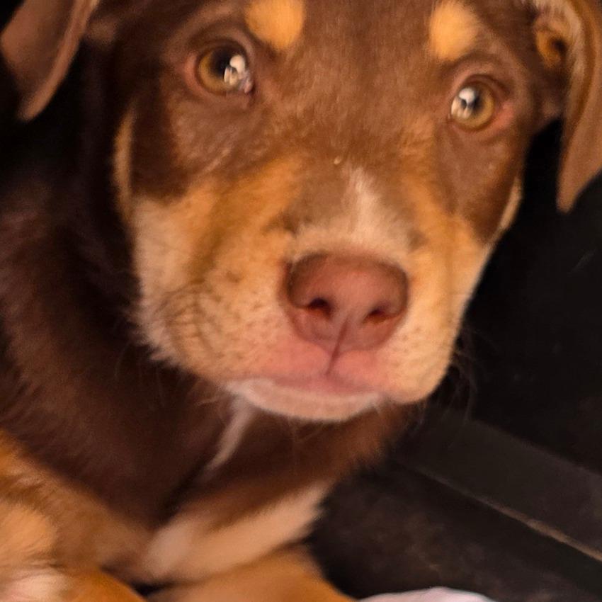 Emma, Adoptable, Puppy Female Labrador Retriever.