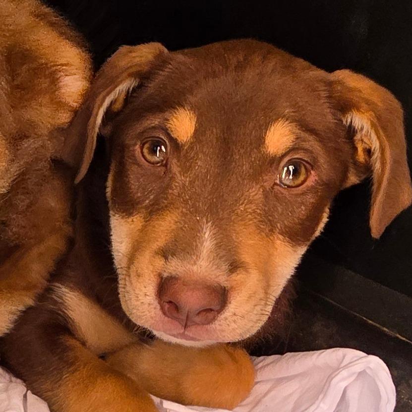 Enlarge Emma, a Adoptable Labrador Retriever in Goltry, OK image 3/3
