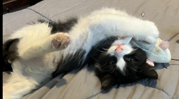 Enlarge Roly, a Adopted Domestic Medium Hair in Kenner, LA image 2/2