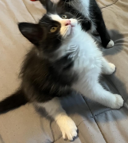 Roly, Adopted, Young Male Domestic Medium Hair.