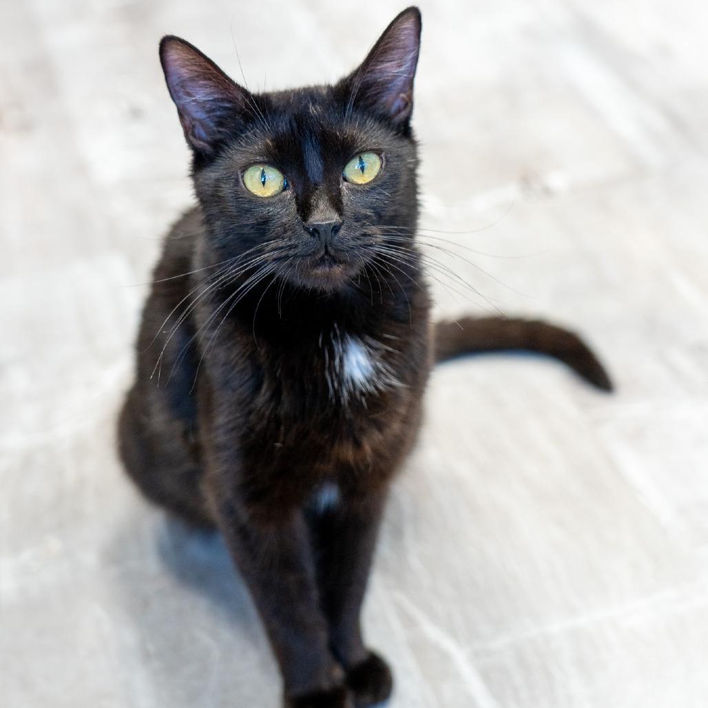 Enlarge Eve, a Adoptable Domestic Short Hair in Durango, CO image 2/6