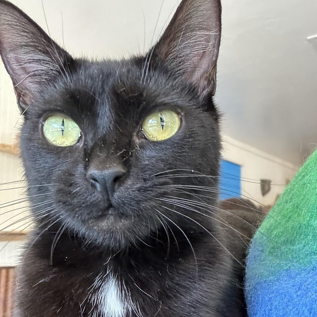 Enlarge Eve, a Adoptable Domestic Short Hair in Durango, CO image 3/6