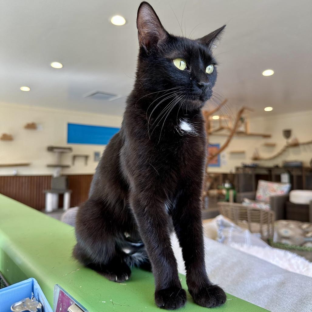 Enlarge Eve, a Adoptable Domestic Short Hair in Durango, CO image 4/6