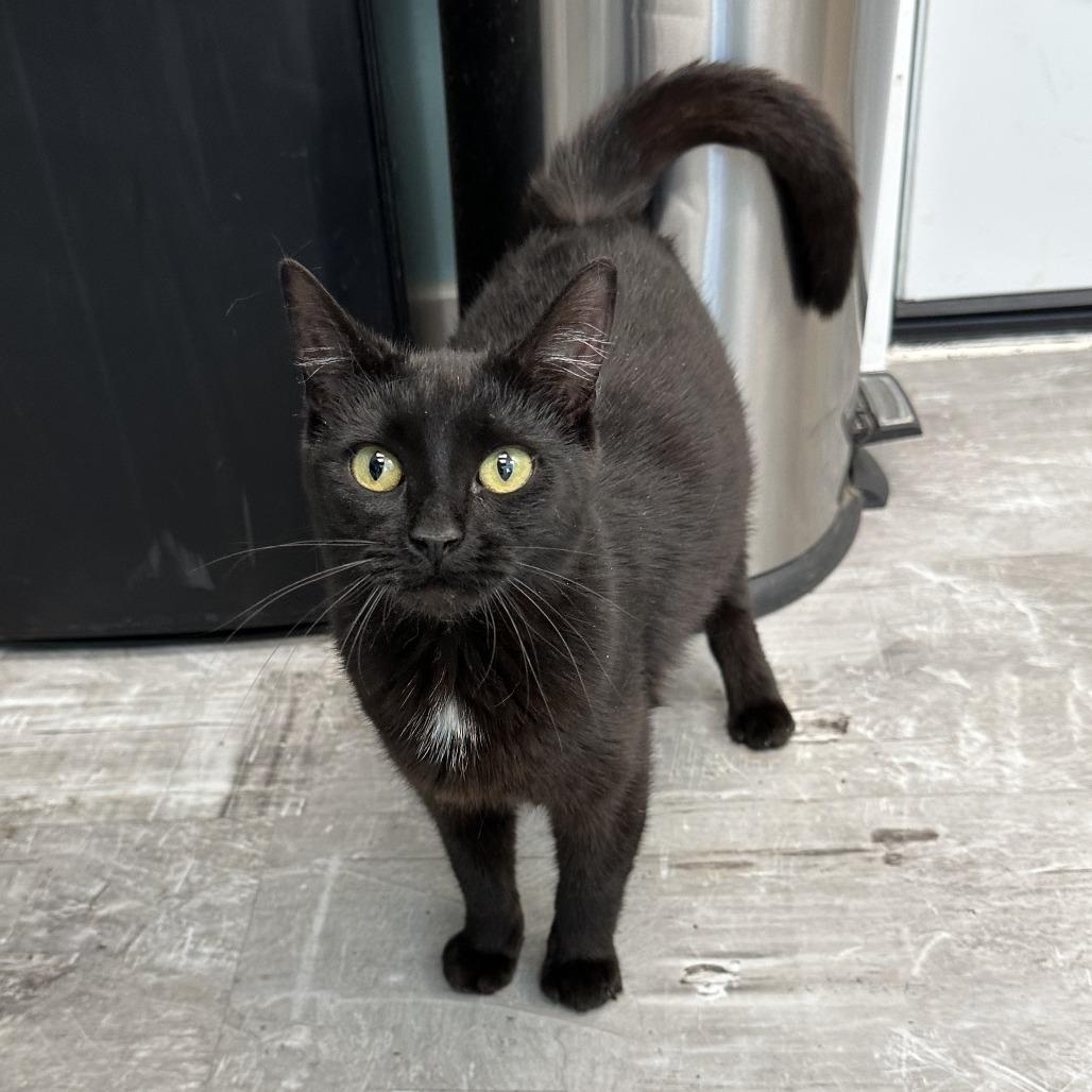 Enlarge Eve, a Adoptable Domestic Short Hair in Durango, CO image 5/6