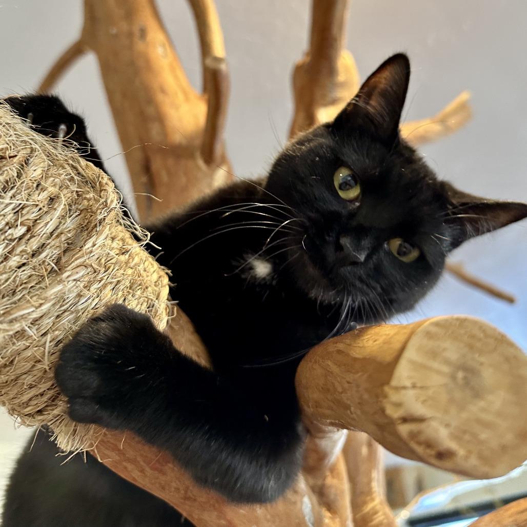 Enlarge Eve, a Adoptable Domestic Short Hair in Durango, CO image 6/6