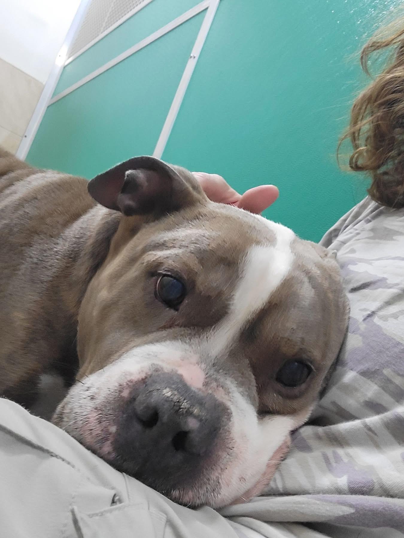 Rocky, a ADOPTABLE mixed breed in Dunkirk, NY image 3/4