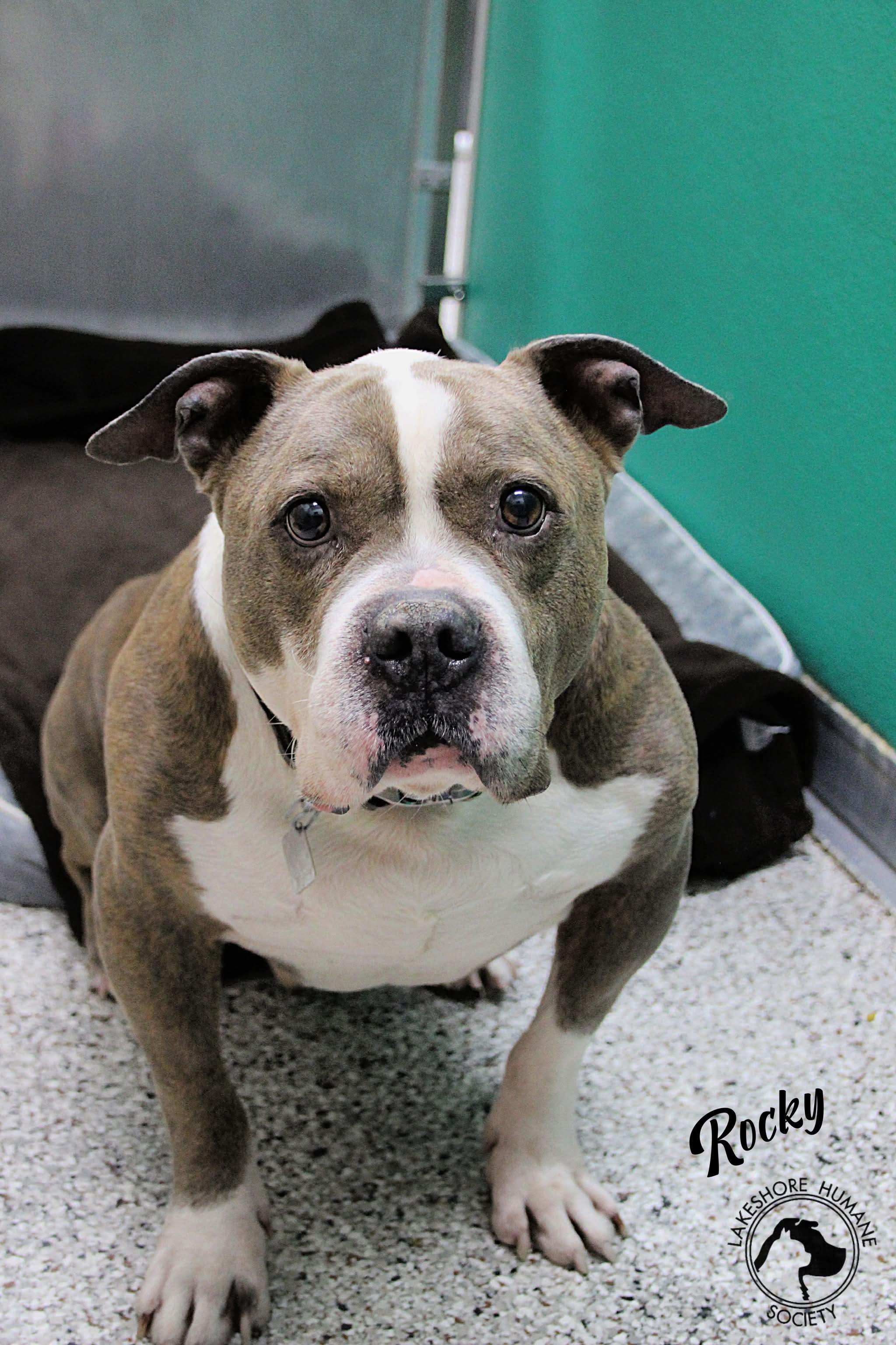 Rocky, a ADOPTABLE mixed breed in Dunkirk, NY image 4/4