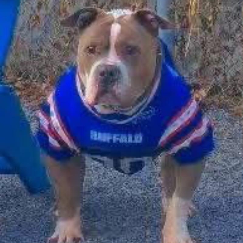 Rocky, a ADOPTABLE mixed breed in Dunkirk, NY image 2/4