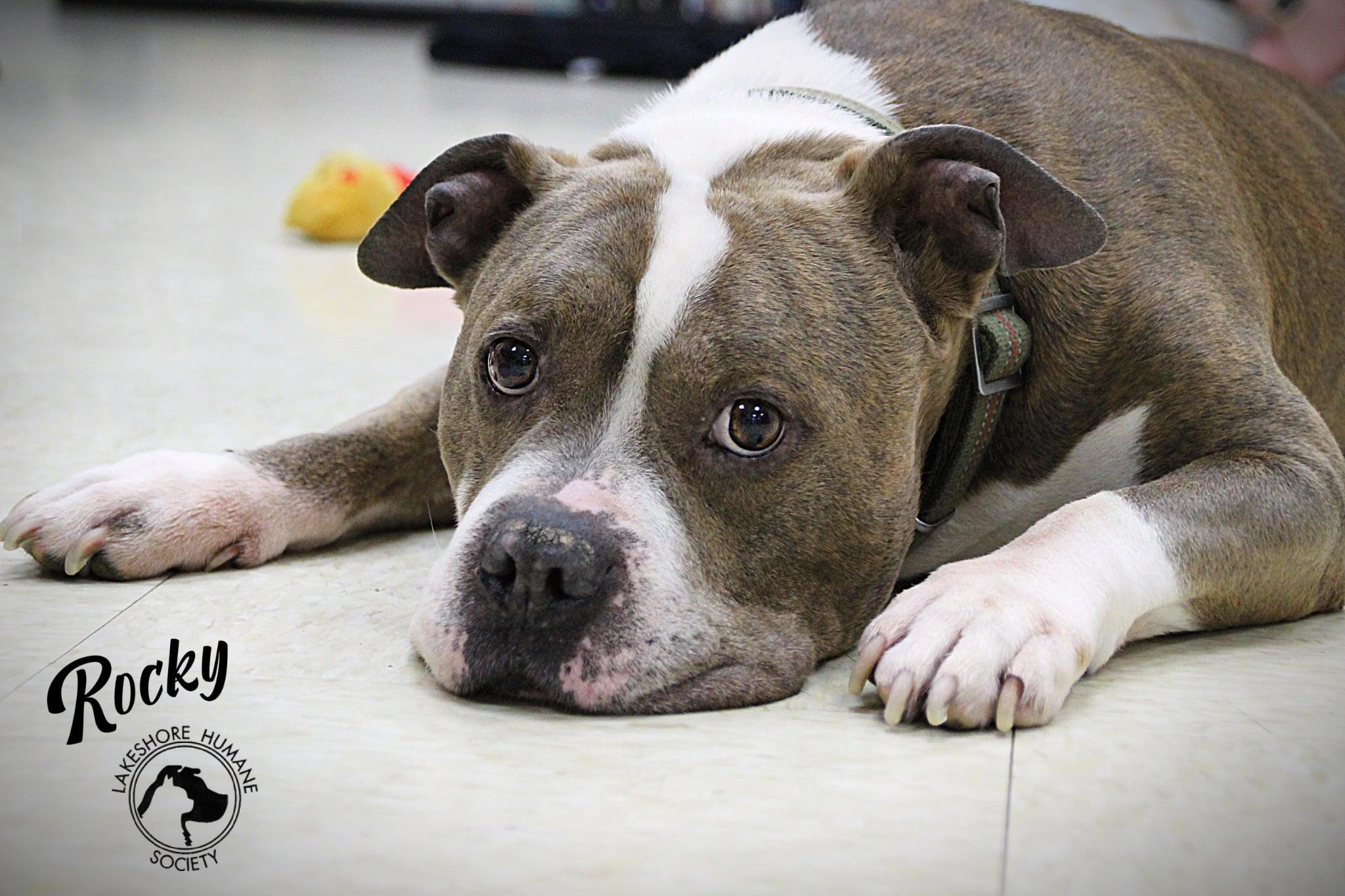 Rocky, ADOPTABLE, Senior Male Bulldog.