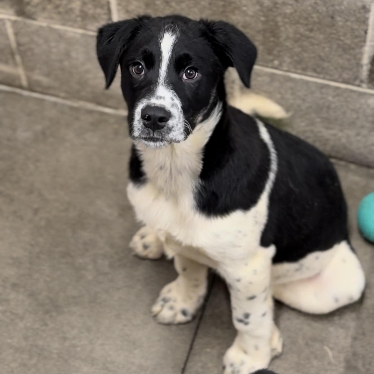 Tambe, Baby Male Shepherd