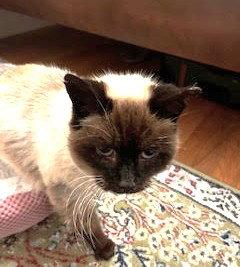 Enlarge Misha, a Adoptable mixed breed in Oakland, CA image 1/3