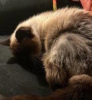 Enlarge Misha, a Adoptable mixed breed in Oakland, CA image 2/3