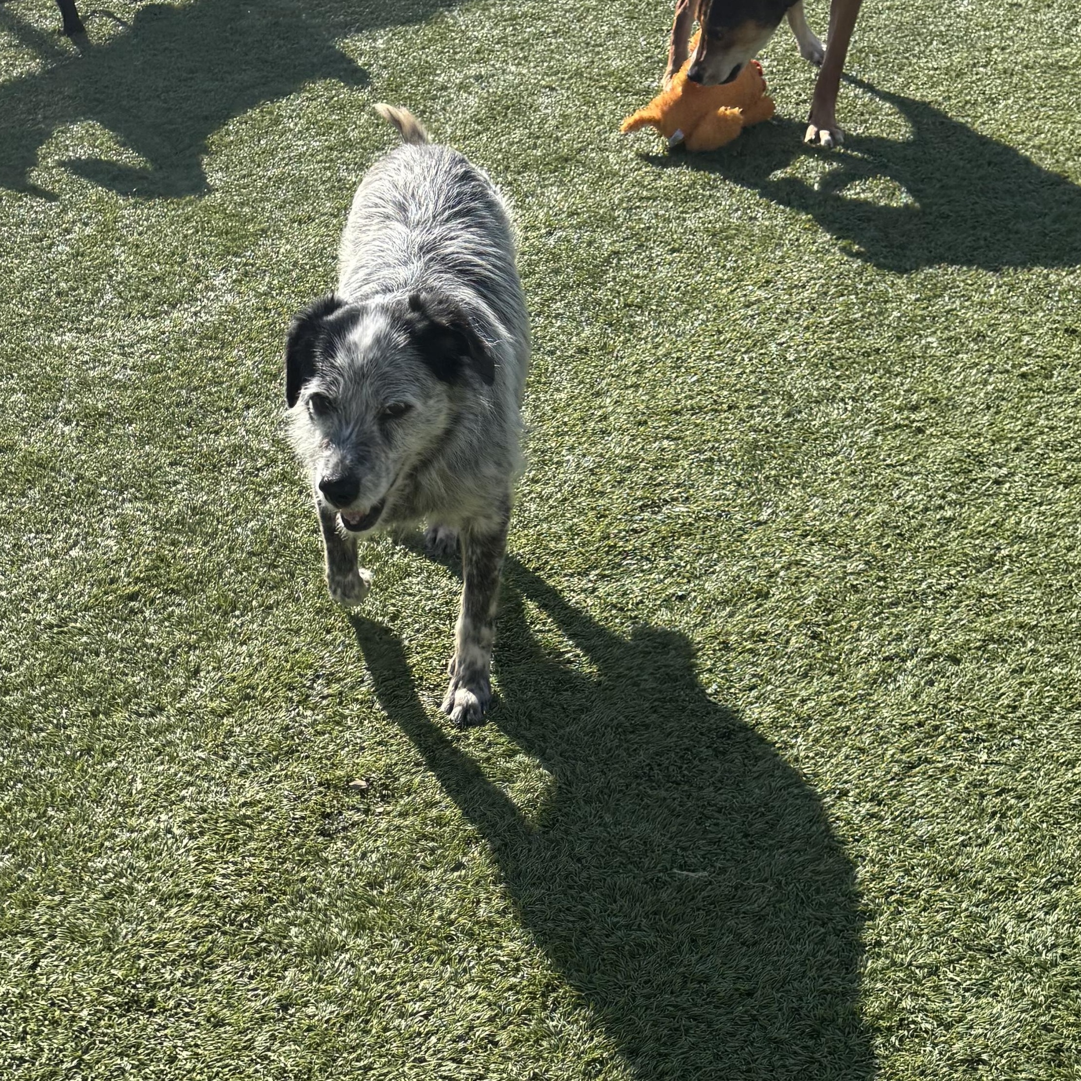 Gretchen, ADOPTABLE, Adult Female Wirehaired Terrier.