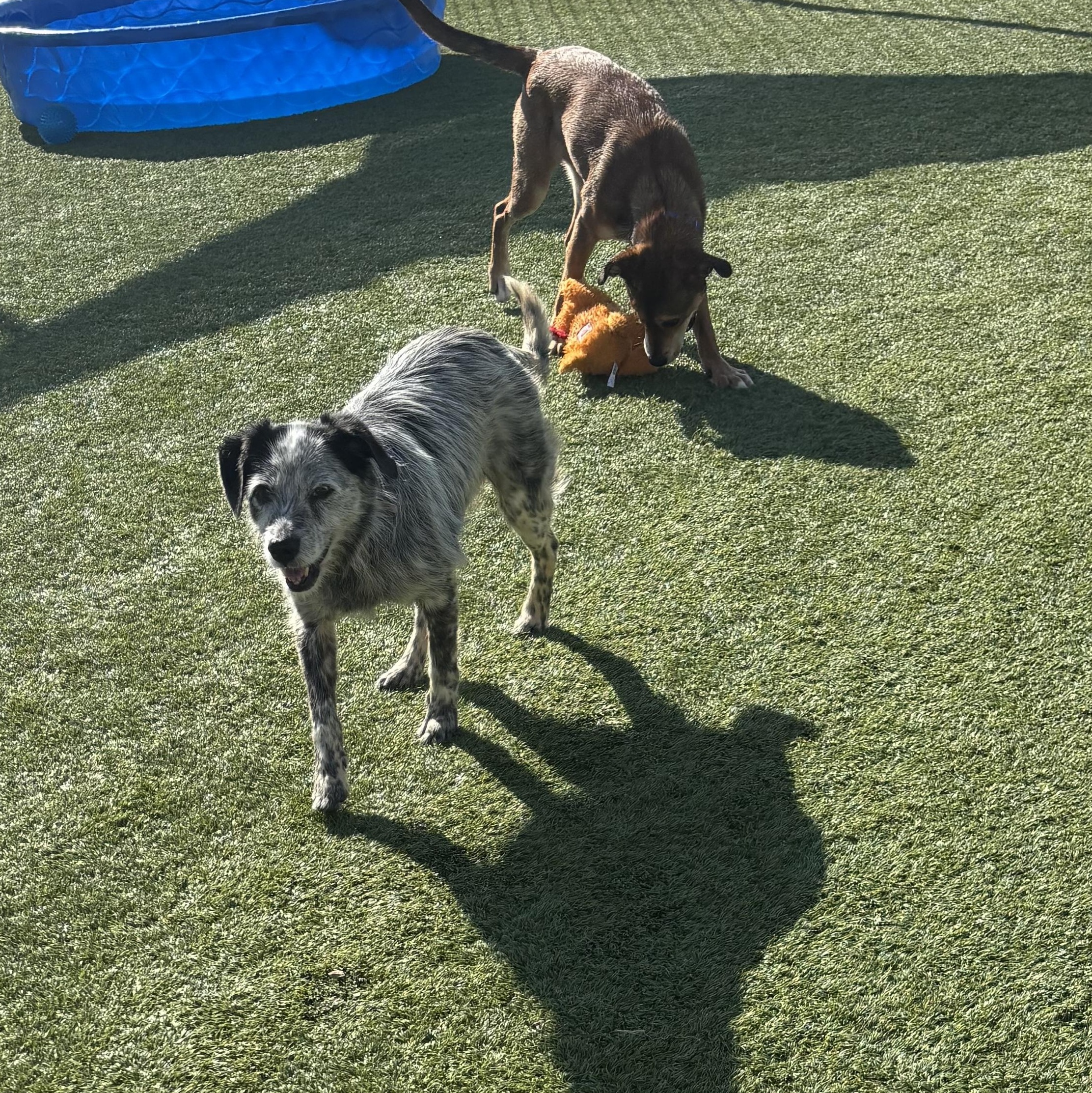 Gretchen, a ADOPTABLE Wirehaired Terrier in Liberty, MO image 2/3