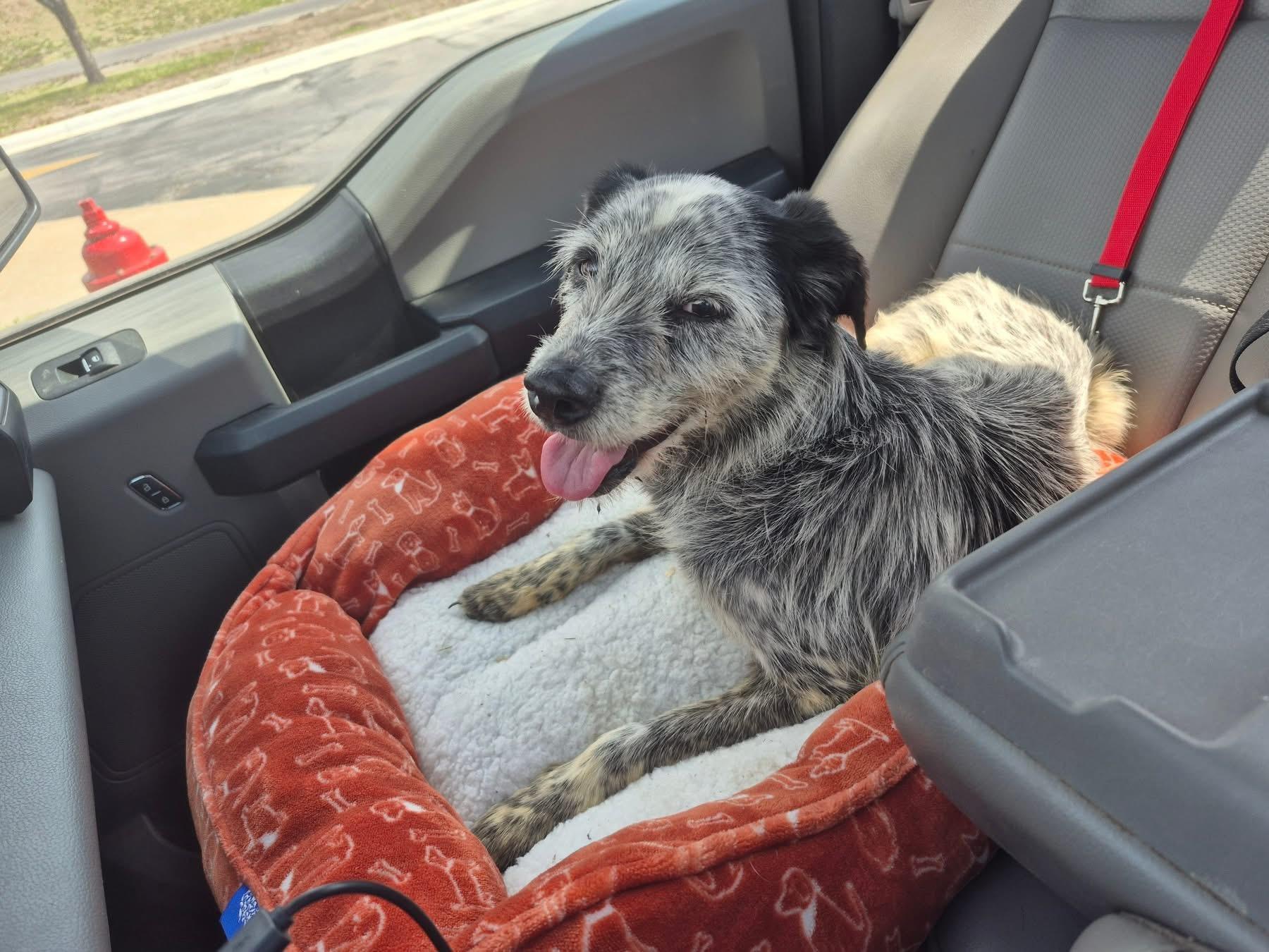 Gretchen, a ADOPTABLE Wirehaired Terrier in Liberty, MO image 3/3