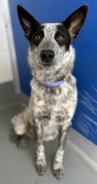 Enlarge MERLIN, a Adoptable mixed breed in Visalia, CA image 1/1
