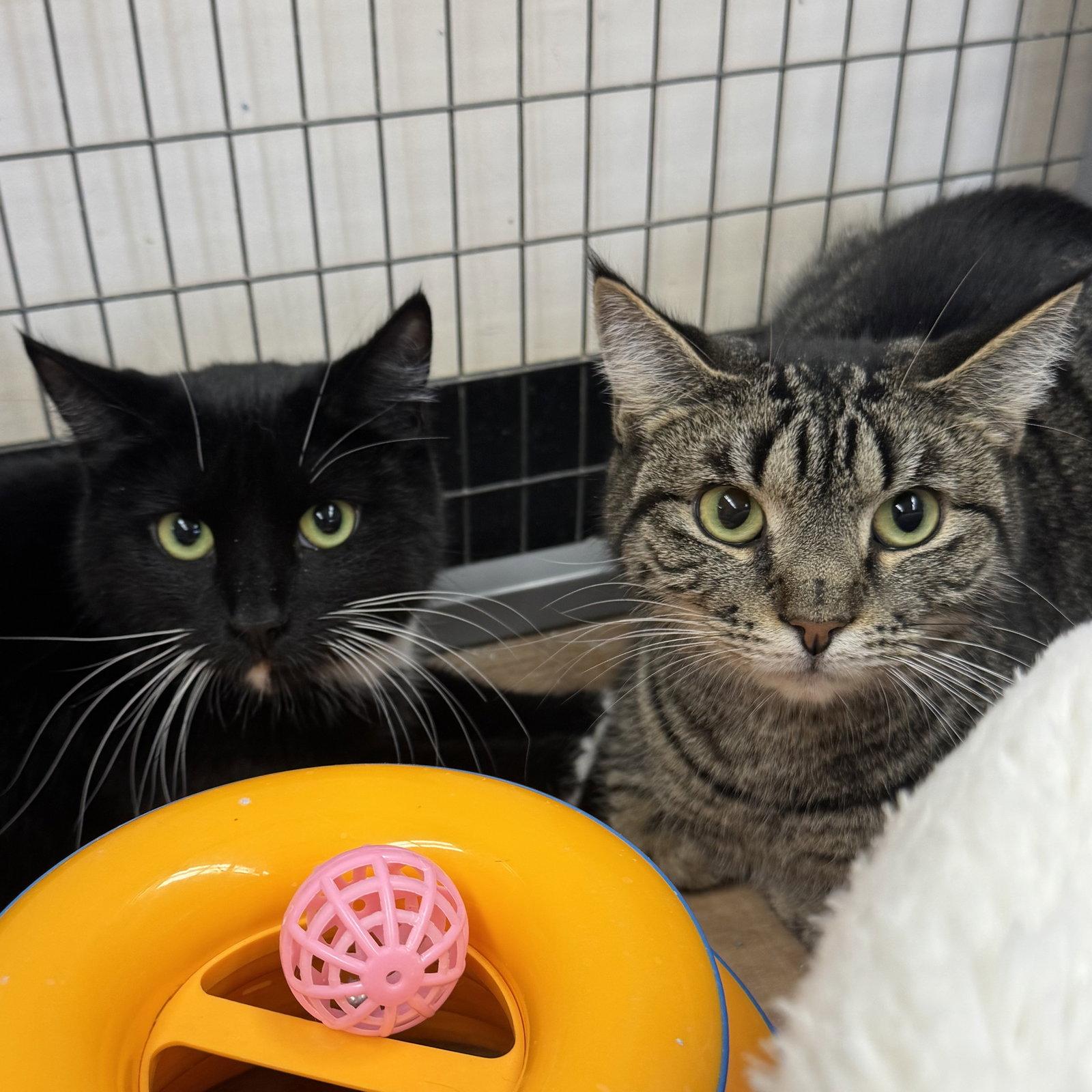 Mouse & Squirrel, Adoptable, Young Female Domestic Short Hair & Tuxedo.