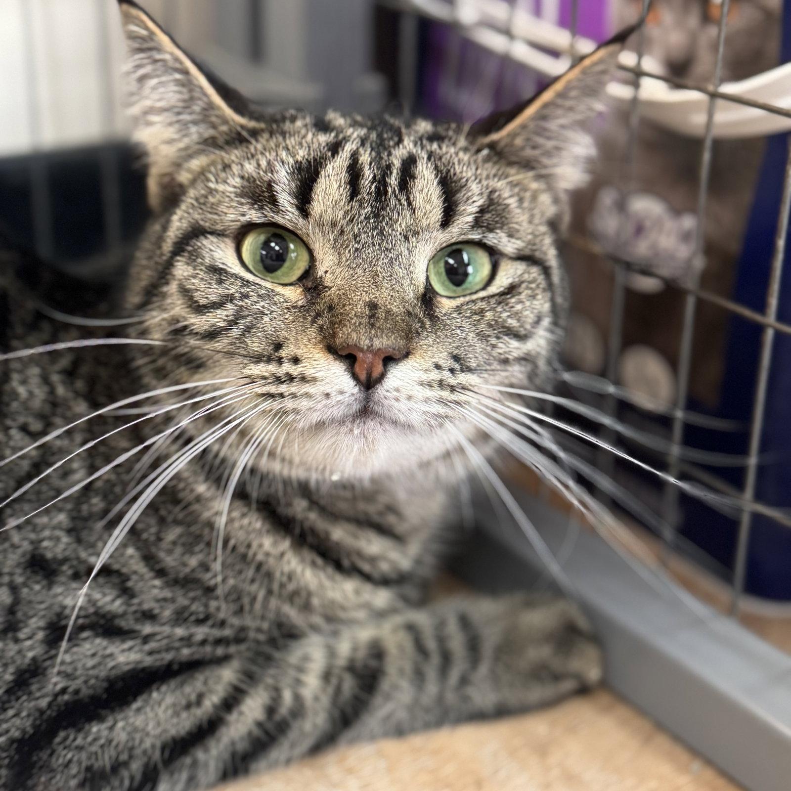 Enlarge Mouse & Squirrel, a Adoptable mixed breed in Winchendon, MA image 3/3
